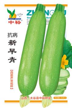 抗病新早青——西葫芦类