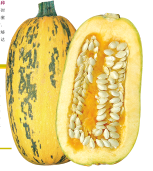 裕丰218——打籽用西葫芦