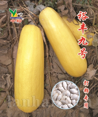 裕丰九号——打籽用西葫芦
