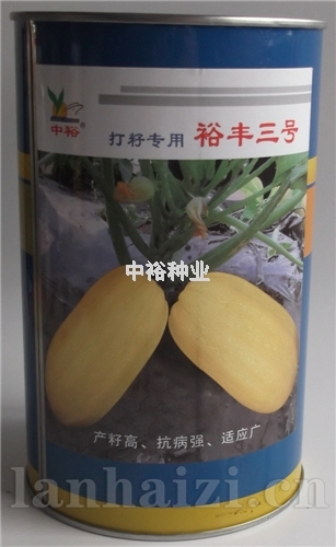 裕丰3号——打籽用西葫芦