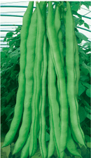 青龙剑——豆类