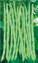 红架王——豆类