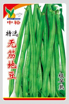 无筋地豆——豆类