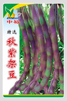 秋紫架豆——豆类