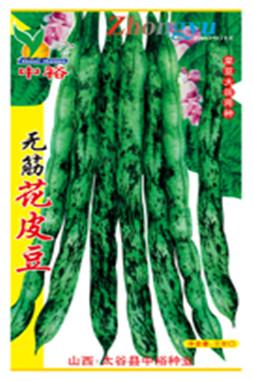 无筋花皮豆——豆类