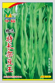 特长架豆王——豆类