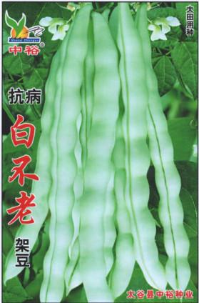 抗病白不老——豆类