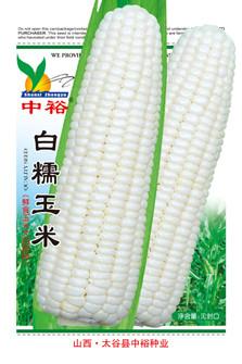 白糯玉米——其他类