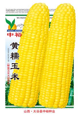 黄糯玉米——其他类