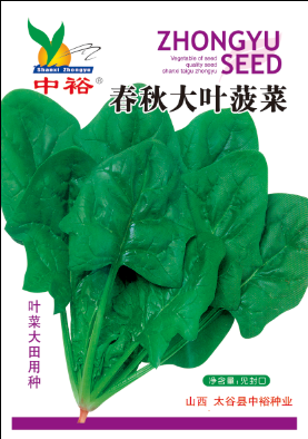 春秋大叶菠菜——其他类