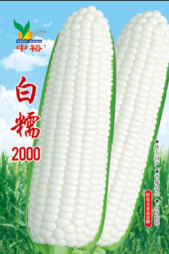 白糯2000——其他类