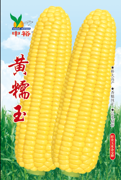 黄糯玉——其他类