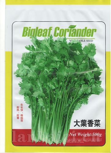 大叶香菜——其他类
