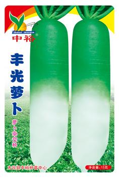 丰光萝卜——其他类