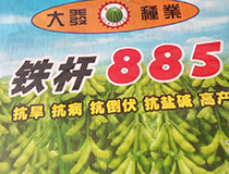 黄豆铁杆885