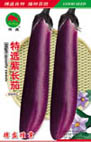   特选紫长茄