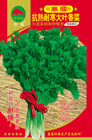   泰国抗热耐寒大叶香菜