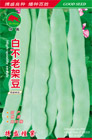   白不老架豆