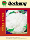   荷兰83