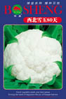   西北雪玉80天