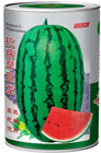   抗病早巨龙