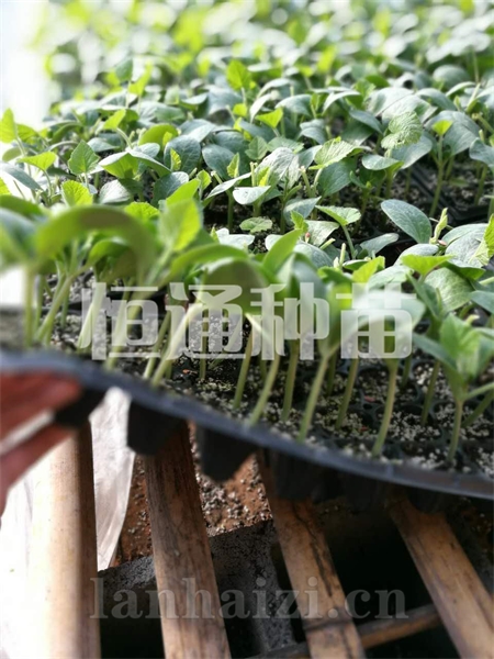 黄瓜