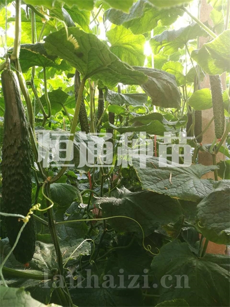 黄瓜