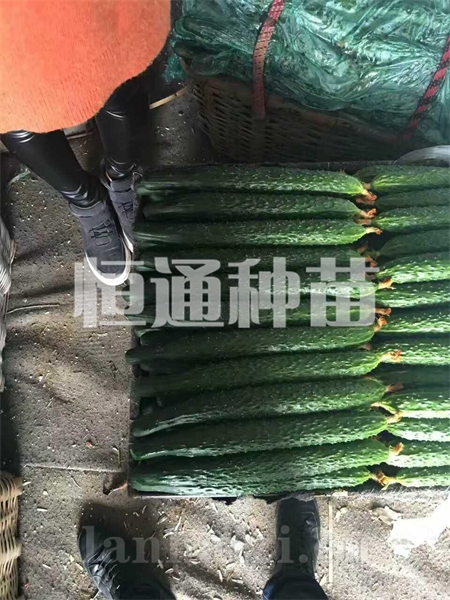 黄瓜