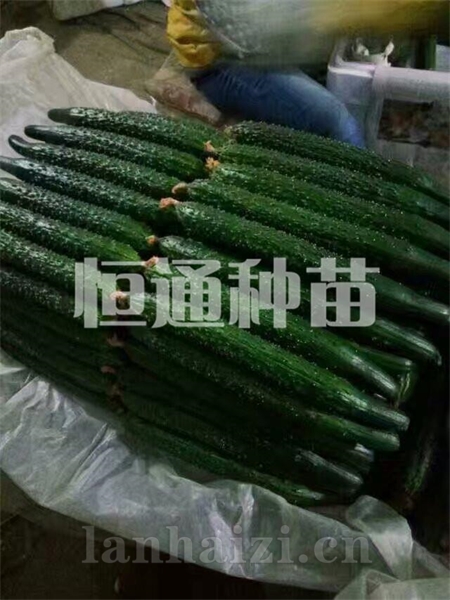 黄瓜