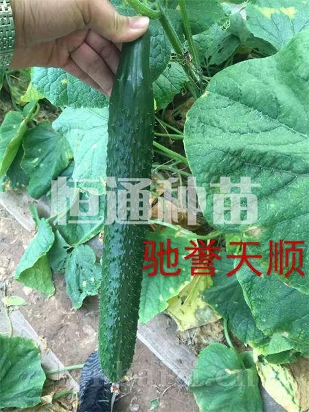 黄瓜