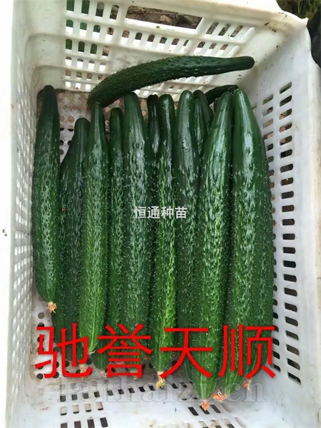 黄瓜