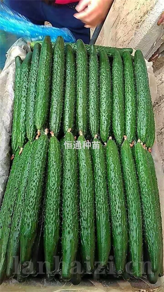 黄瓜