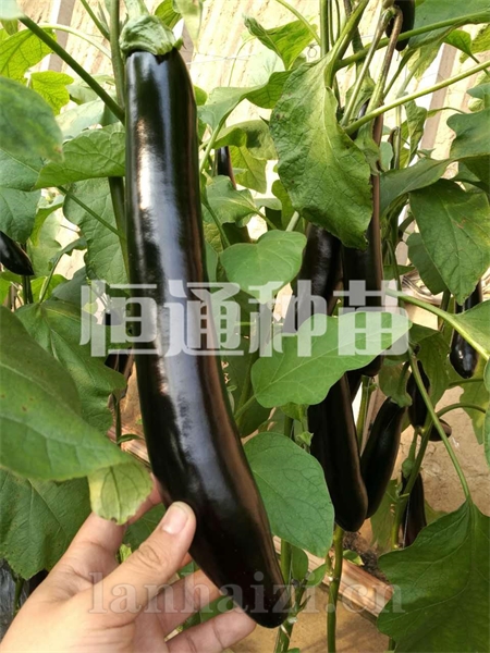 茄子