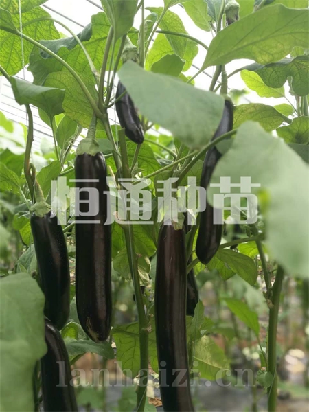 茄子