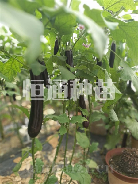 茄子