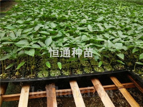 辣椒苗