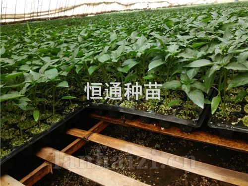 辣椒苗