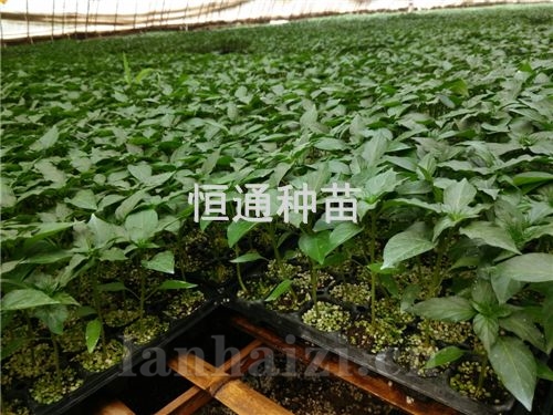 辣椒苗
