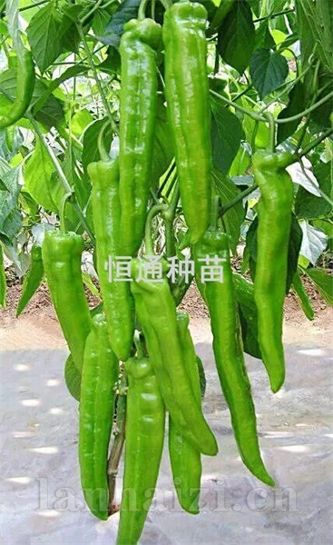 辣椒苗