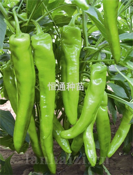 辣椒苗