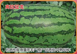 高抗冠龙