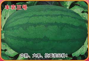 丰农三号