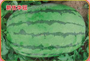 新优华冠