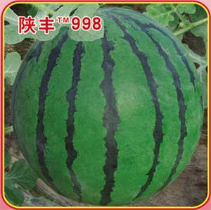 陕丰998