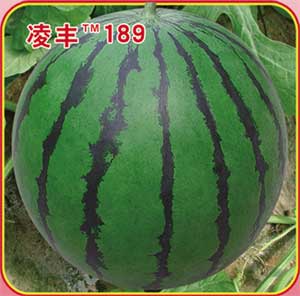 凌丰189
