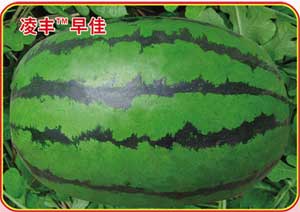 凌丰早佳
