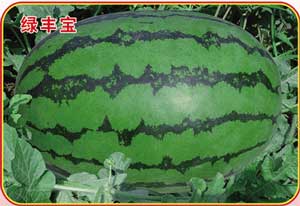 绿丰宝