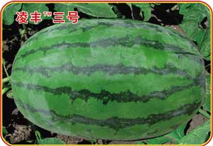 凌丰三号