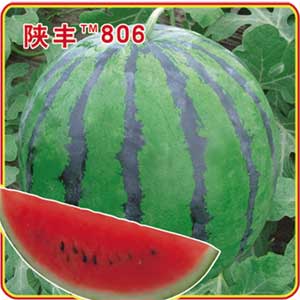 陕丰806
