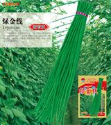 绿金线·早中熟品种